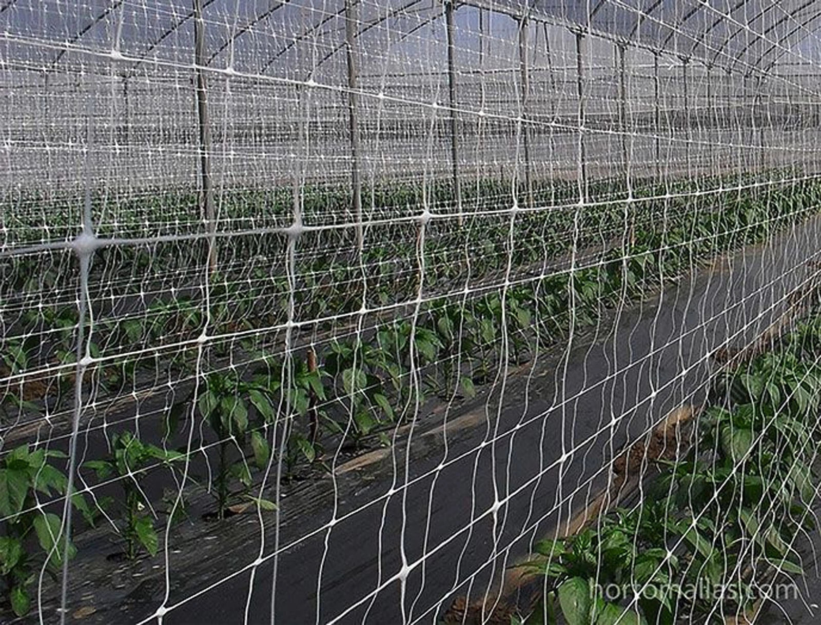 Bio Grade Trellis Grow Plant Support Outdoor 3280' X6' Netting Vine