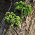 Artificial Pine Fake Green Plant Simulation Potted | Built Supply Co