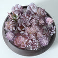 Purple Flocked Artificial Succulent Plants For For Mini Potted