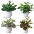 Fresh Fresh Artificial Foliage Desktop Plant Potted Mall Plastic