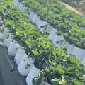 50 Pack Black White Planting Grow Bags Pe Material For Indoor And
