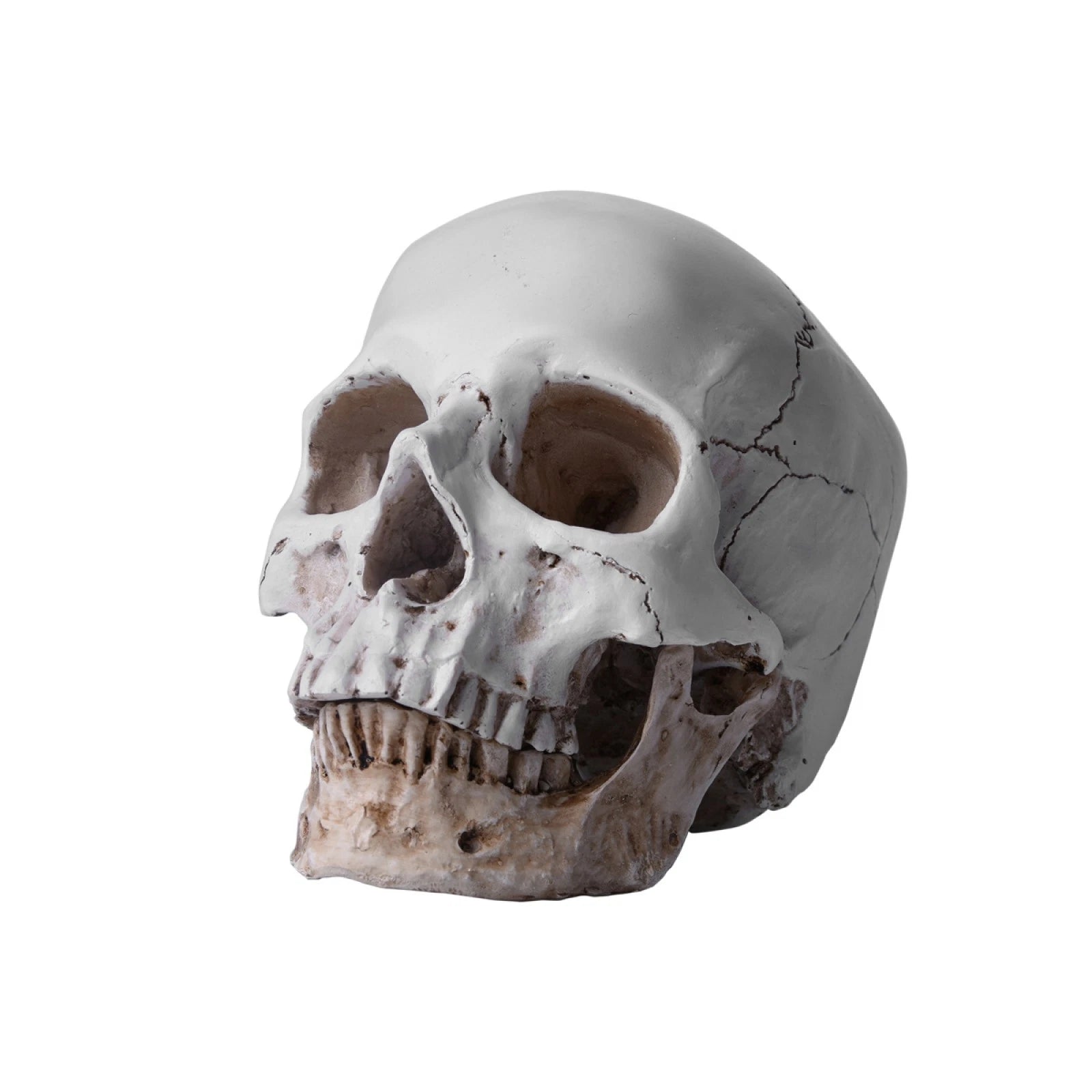 1:1 Resin Replica Life Human Anatomy Skull Collectable Bar Decoration