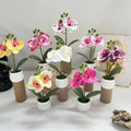 Phalaenopsis Orchid Potted Plant 11x11x18cm Plastic For For Mini