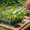 Plant Transplanting Kit: Stainless Steel Tong And 3 Tip-style Tweezers