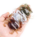 Successful Fishing Guaranteed 810cm Lifelike Crab Lure With Double
