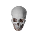 Lifesize Realistic Human Skull Replica Resin Model | Built Supply Co