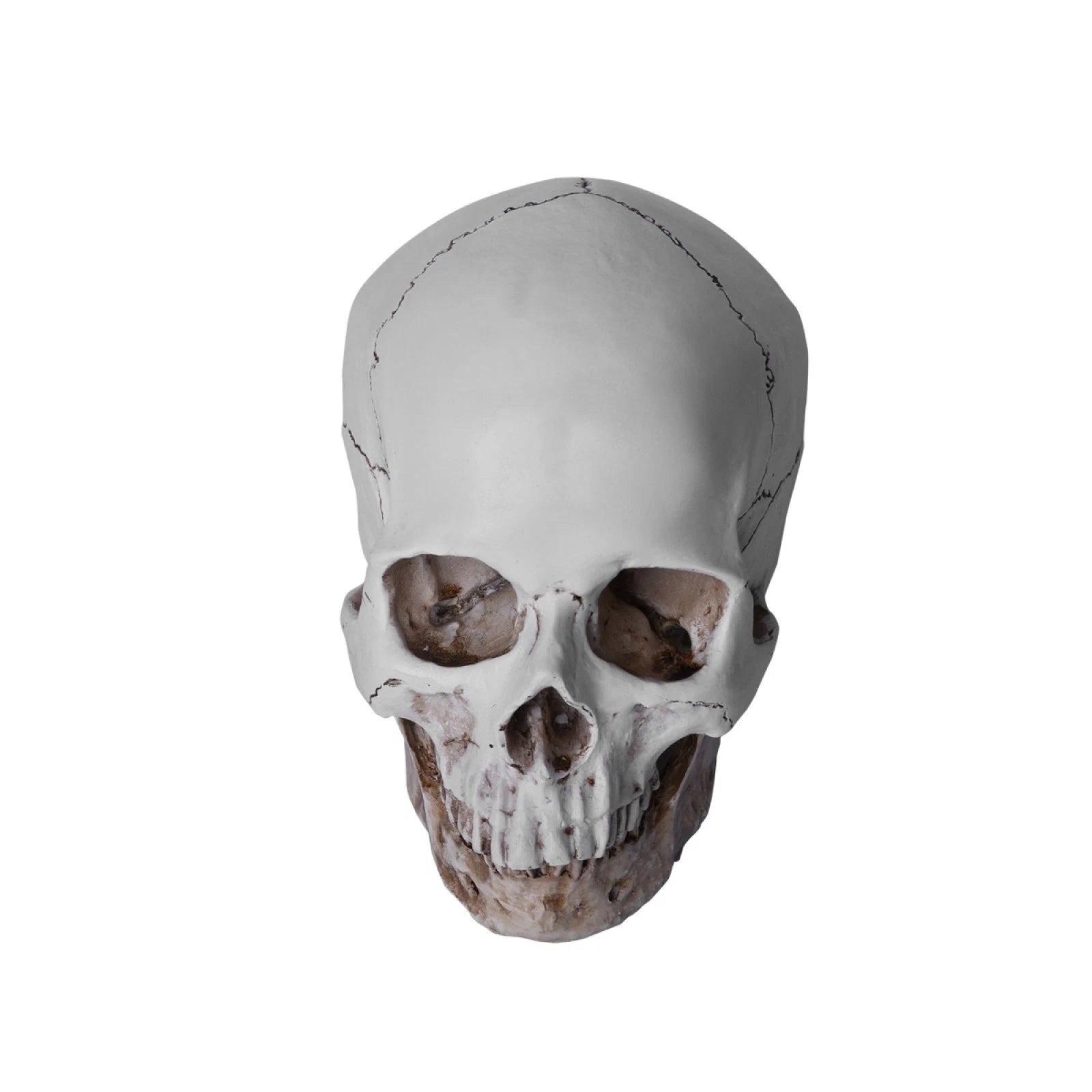 Lifesize Realistic Human Skull Replica Resin Model | Built Supply Co