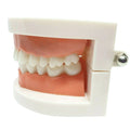 Adult Dental Standard Teaching Educational Typodont Demonstration